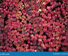 Image result for Disease Grape Vine Leaves