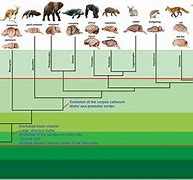 Image result for Mammals List
