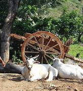 Image result for Cow Farming in India