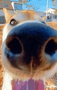 Image result for Dog Sniffing Camera Meme GIF