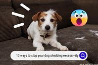 Image result for Stop Dog Shedding