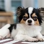 Image result for Stay-Cool Pet