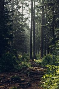 Image result for Forest Wallpaper for iPhones