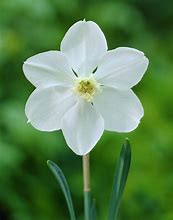 Image result for Narcissus Polar Ice