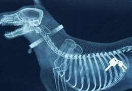 Image result for Crazy X-rays