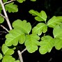 Image result for Western Poison Oak
