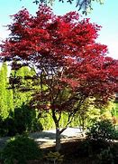 Image result for Acer palmatum Fireglow