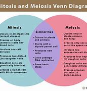 Image result for Similarities Between Mitosis and Meiosis