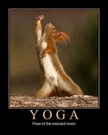 Image result for Yoga Funny Animals Memes