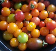 Image result for Small Tomato
