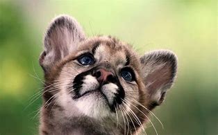 Image result for Cute Wild Animals Photography