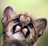 Image result for Cute Wallpapers No Animals