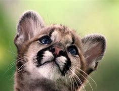 Image result for Cute Wild Animal Desktop Background