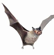 Image result for Real Bat Animal