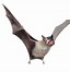 Image result for Bat Art PNG