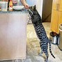 Image result for 500 Foot Tall Cat