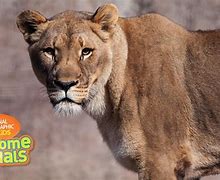 Image result for National Geographic Kids Awesome Animals