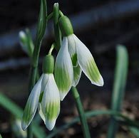 Galanthus Wifi Orbiter എന്നതിനുള്ള ഇമേജ് ഫലം