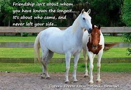 Image result for Horse Quotes About Friendship