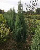 Image result for Juniperus scopulorum Blue Arrow