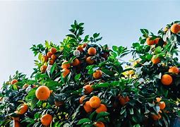 Image result for Caroons About Mandarin Oranges
