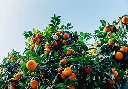Image result for Mandarin Orange Tree