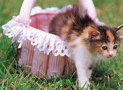 Image result for Calico Kittens in a Basket