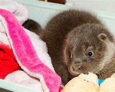 Image result for Adorable Otters