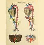 Image result for Vintage Anatomy Painting