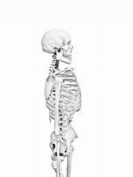 Image result for Human Skeleton Black and White