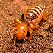 Image result for Cricket Bug