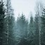 Image result for iPhone Forest Backgrounds 11 Pro