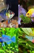 Image result for Ram Fish Types