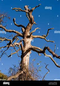 Image result for Dead Tree Trunk