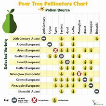 Image result for Pear Tree Cross Pollinators