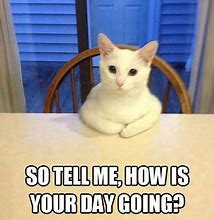 Image result for OMG Silly Cat Memes