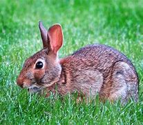 Image result for Bunny Grass