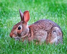Image result for Rabbit Grass