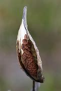 Image result for Milkweed Plant Seed Pods