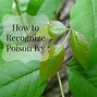 Image result for Poison Ivy Thorns