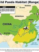 Image result for Giant Panda Location