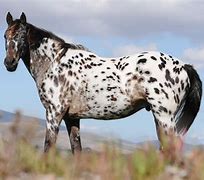 Image result for Appaloosa Horse Breed