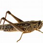 Image result for Grasshopper Cartoon Picture