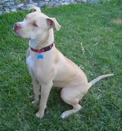 Image result for American Pit Bull