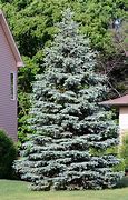 Image result for Colorado Fast Growing Trees