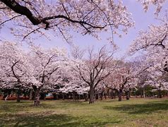 Image result for Yoyogi Park Sakura
