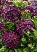 Image result for Purple Hortensie