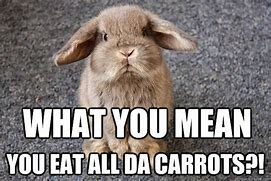Image result for Funny Rabbit Memes
