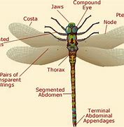 Image result for Dragonfly Anatomy