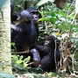 Image result for Female Bonobo Ape